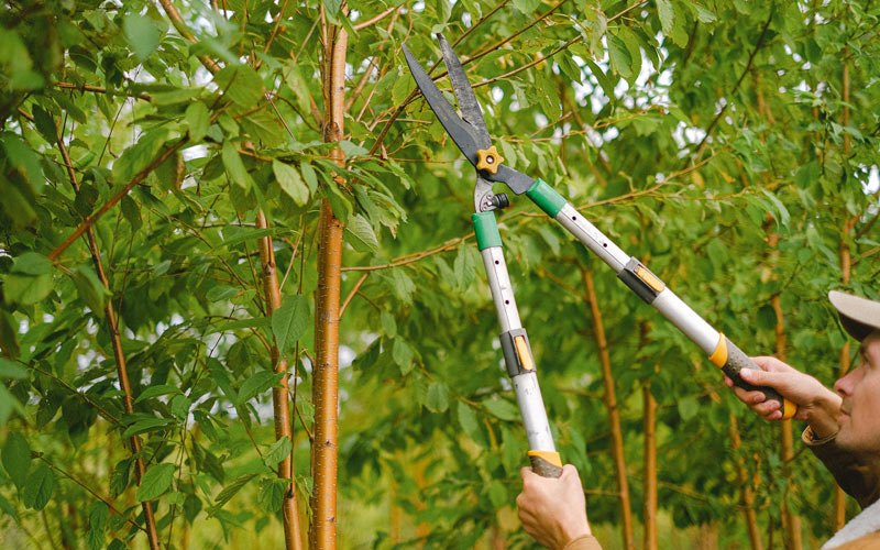 Tree trimming in Hallam, NE